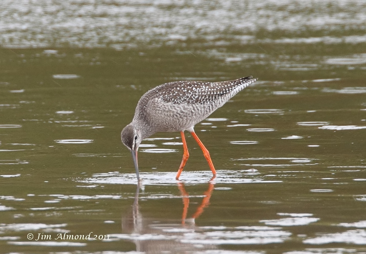 Spotted Redshank  VP  27 8 11  IMG_7124